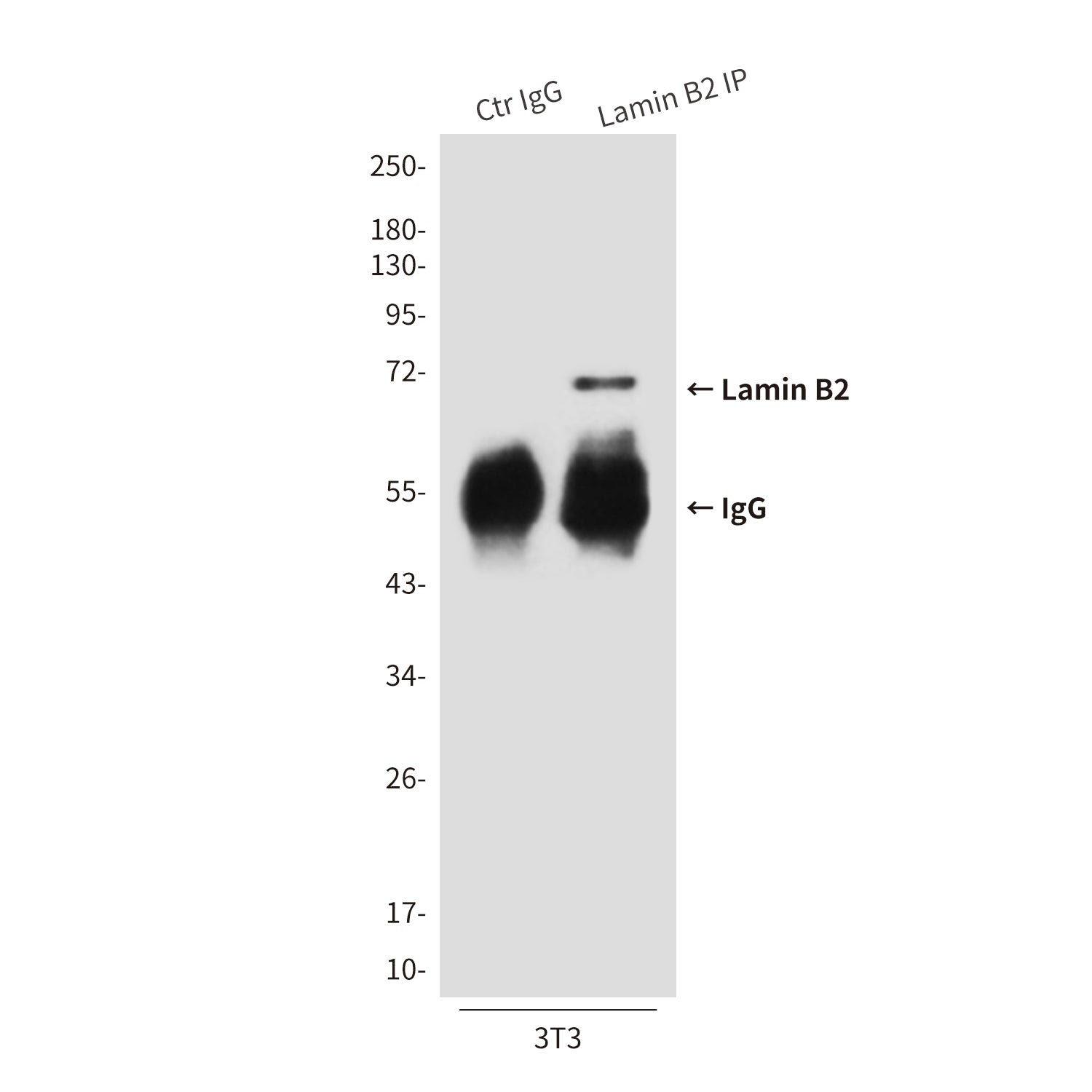 Anti-Lamin B2 (8F6) Mouse Monoclonal Antibody