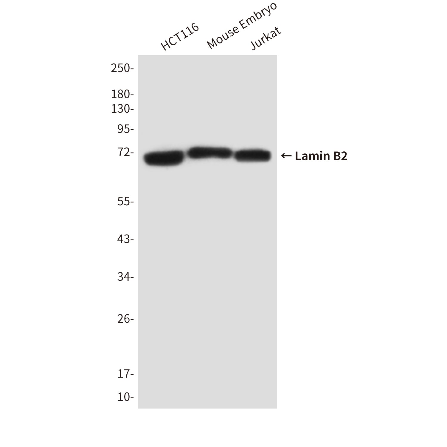 Anti-Lamin B2 (8F6) Mouse Monoclonal Antibody