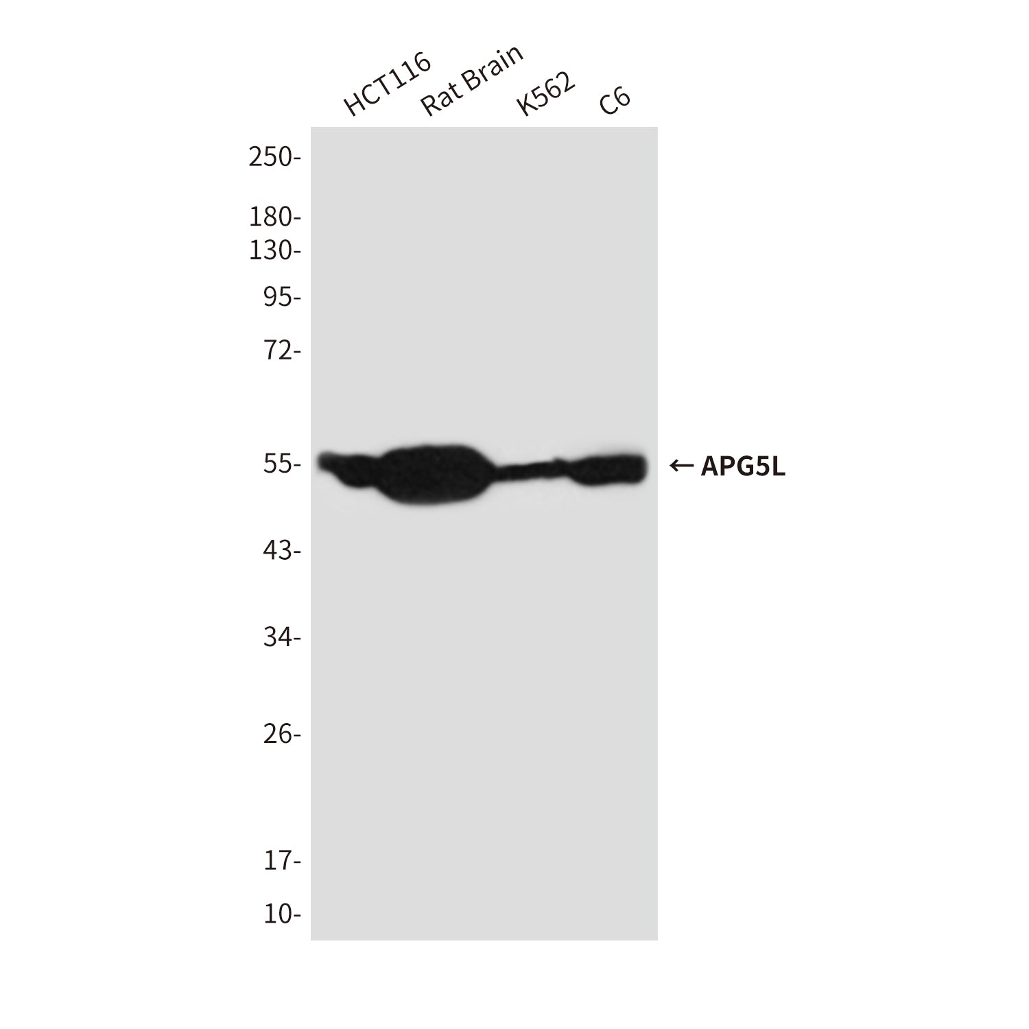 Anti-APG5L (8F1) Mouse Monoclonal Antibody