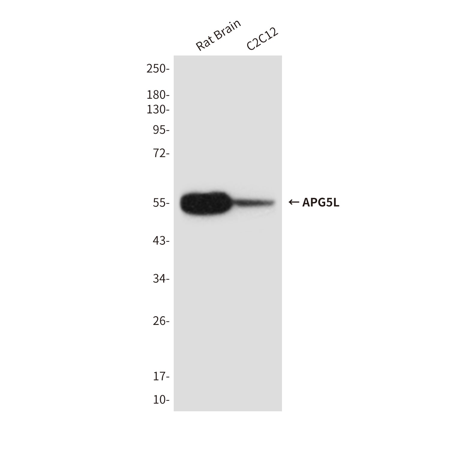 Anti-APG5L (8F1) Mouse Monoclonal Antibody