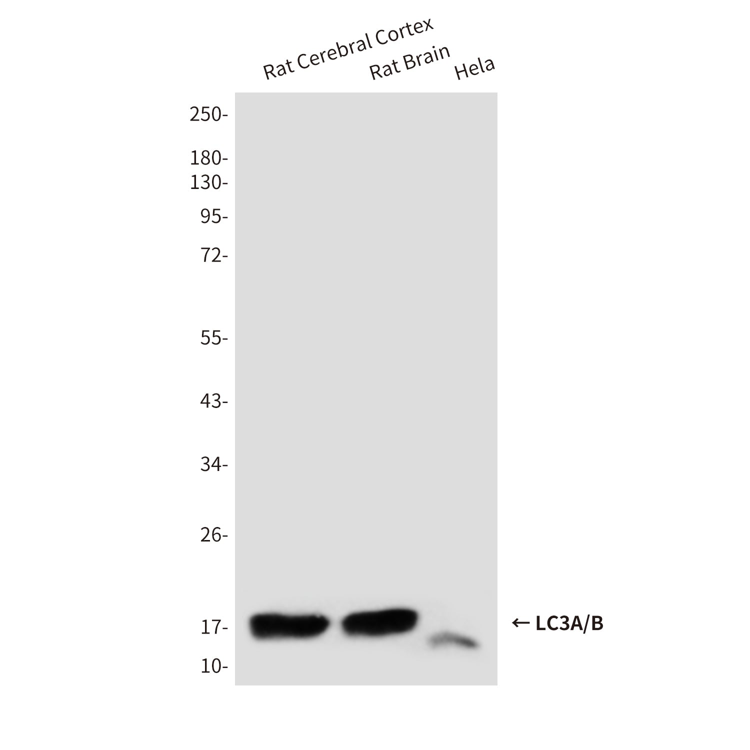 Anti-LC3A/B (3E9) Mouse Monoclonal Antibody