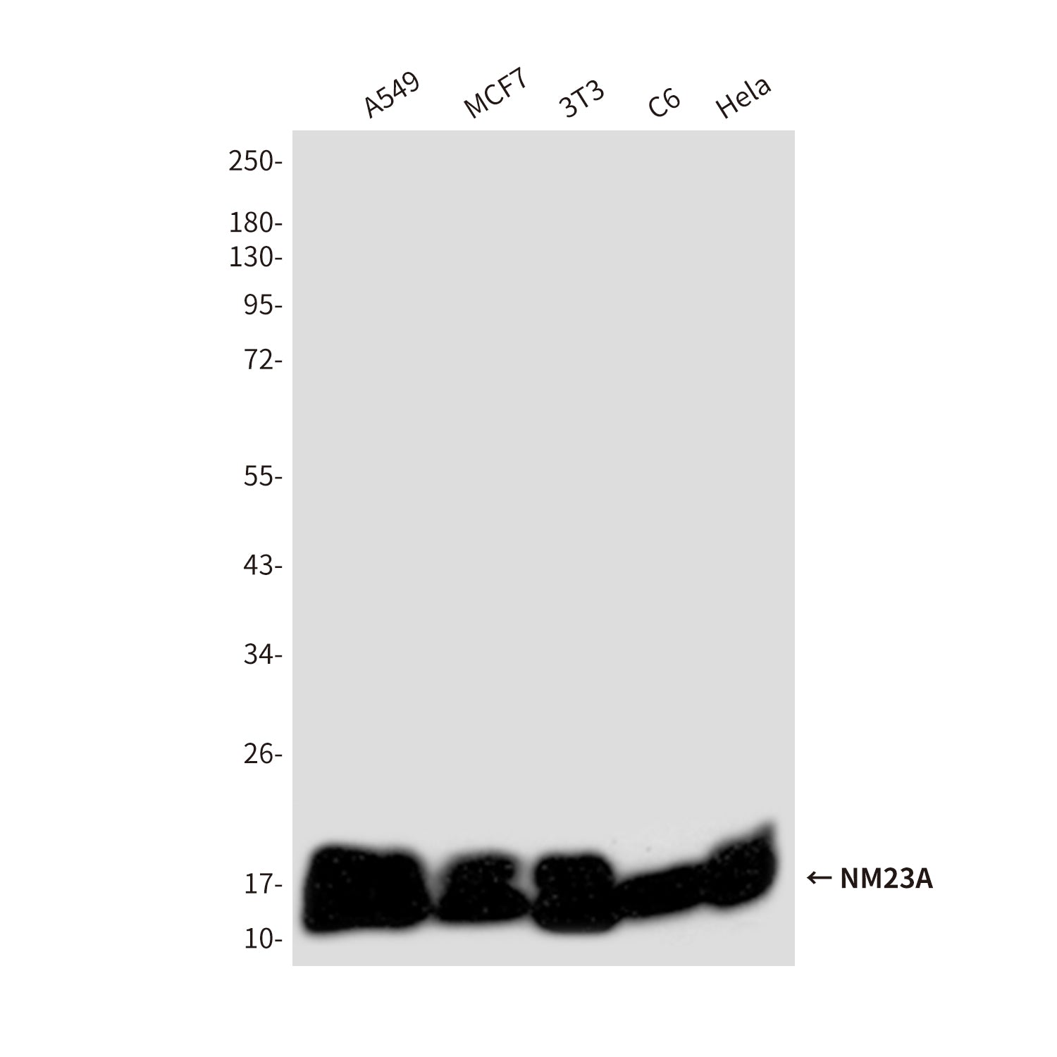 Anti-NM23A (1H9) Mouse Monoclonal Antibody