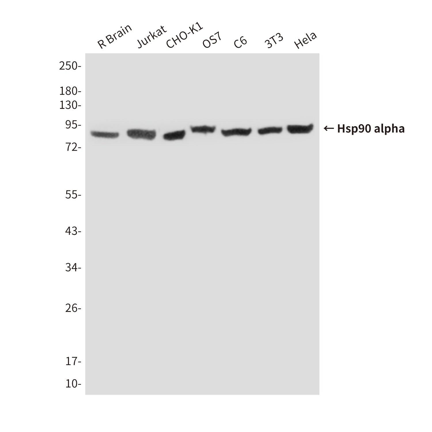 Anti-Hsp90 alpha (6H7) Mouse Monoclonal Antibody