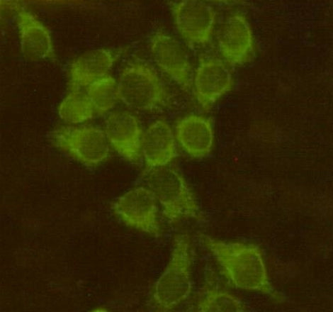 Anti-Bid (3C5) Mouse Monoclonal Antibody