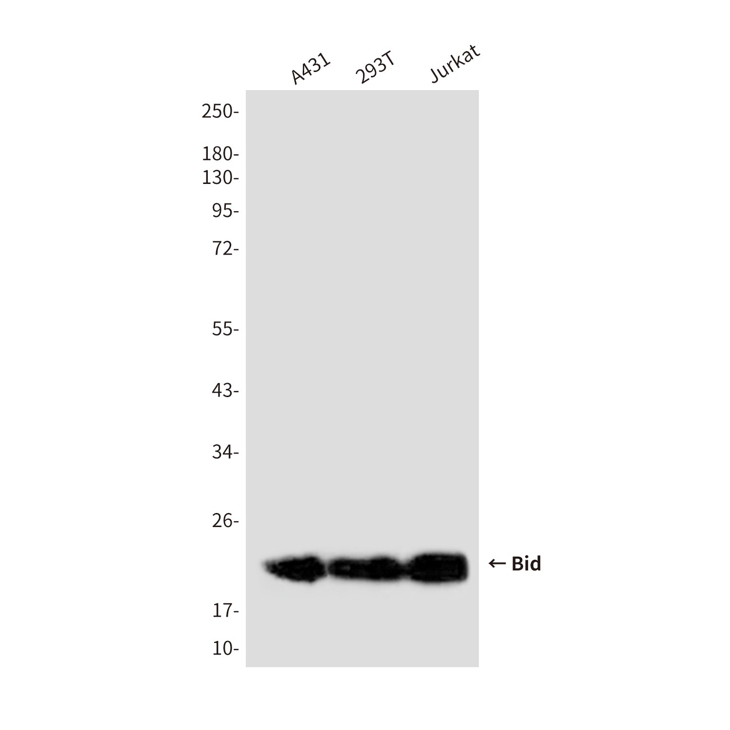 Anti-Bid (3C5) Mouse Monoclonal Antibody