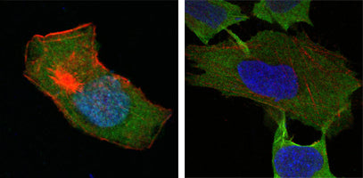 Anti-GST3 (9D4) Mouse Monoclonal Antibody