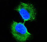 Anti-GST3 (9D4) Mouse Monoclonal Antibody