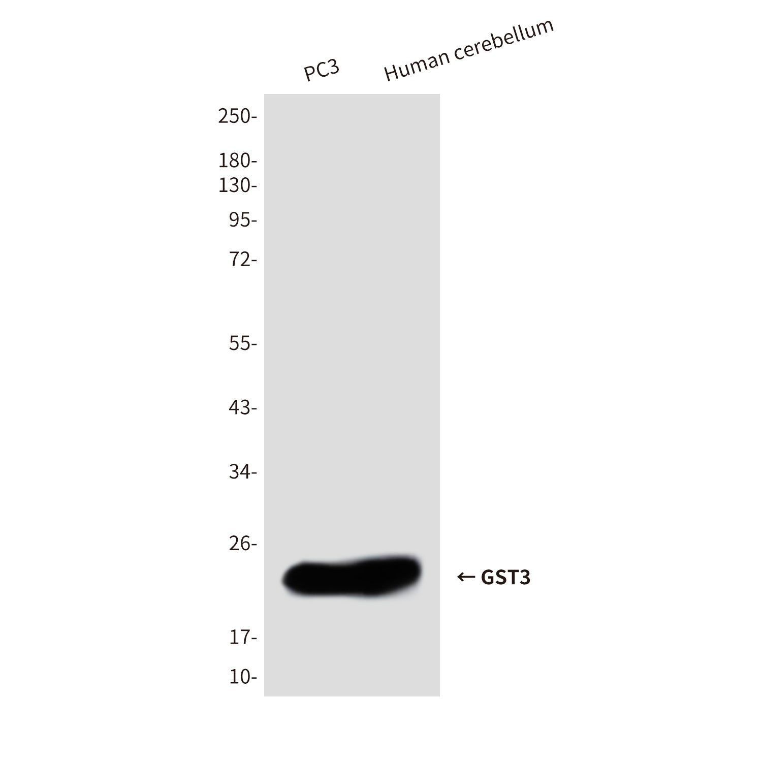 Anti-GST3 (9D4) Mouse Monoclonal Antibody