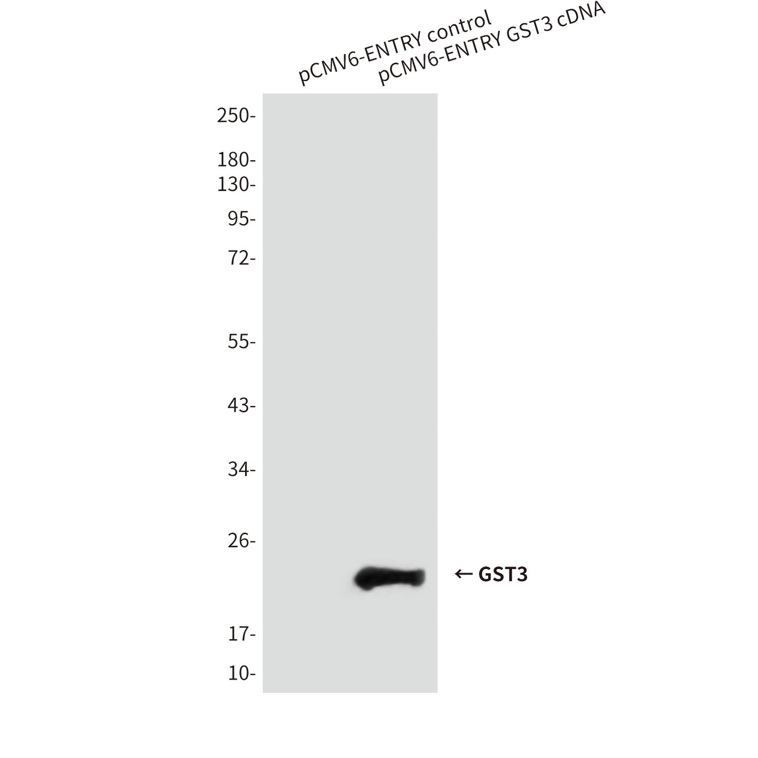 Anti-GST3 (9D4) Mouse Monoclonal Antibody