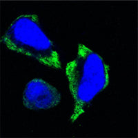 Anti-PAK2 (7H3) Mouse Monoclonal Antibody