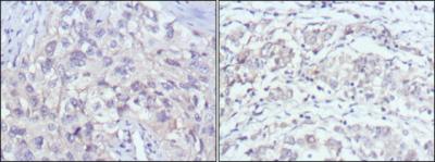 Anti-PAK2 (7H3) Mouse Monoclonal Antibody