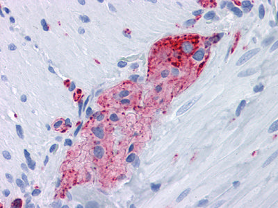 Anti-Synaptophysin (10C8) Mouse Monoclonal Antibody