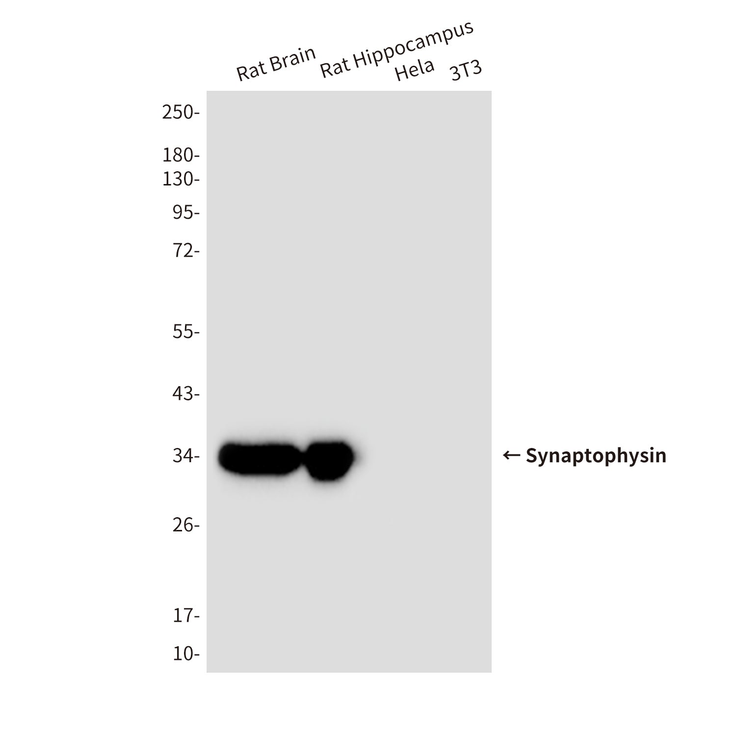 Anti-Synaptophysin (10C8) Mouse Monoclonal Antibody