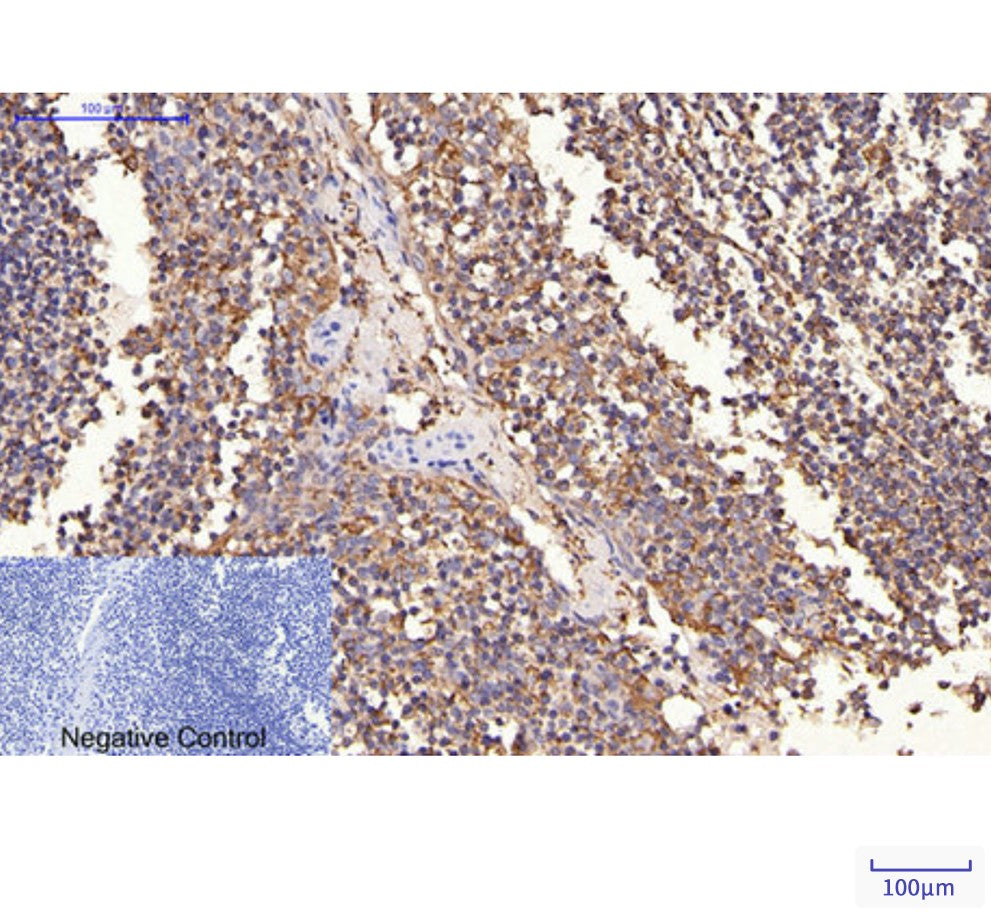 Anti-ErbB 2 (1C4) Mouse Monoclonal Antibody