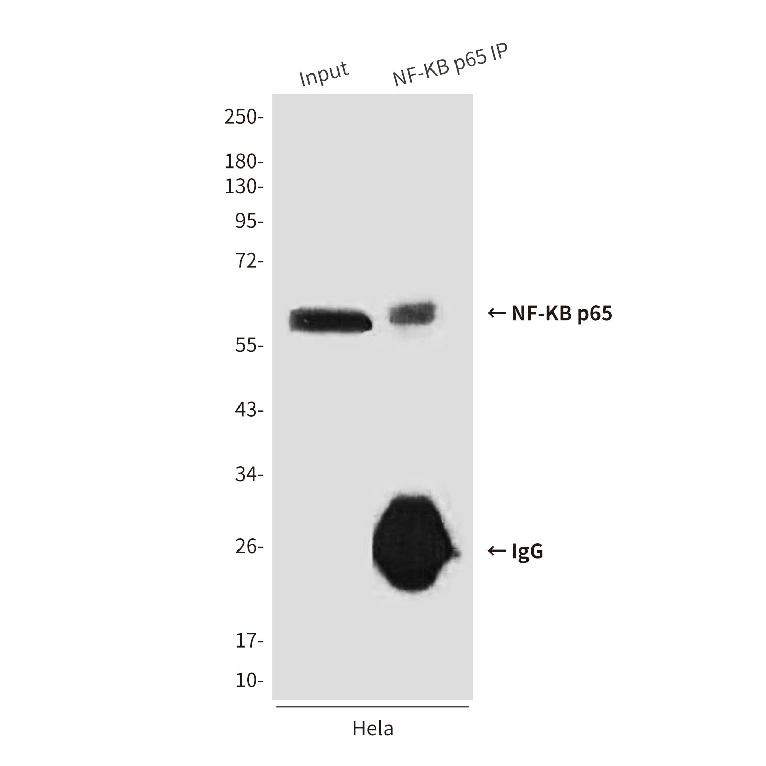 Anti-NF-KB p65 (5A10) Mouse Monoclonal Antibody
