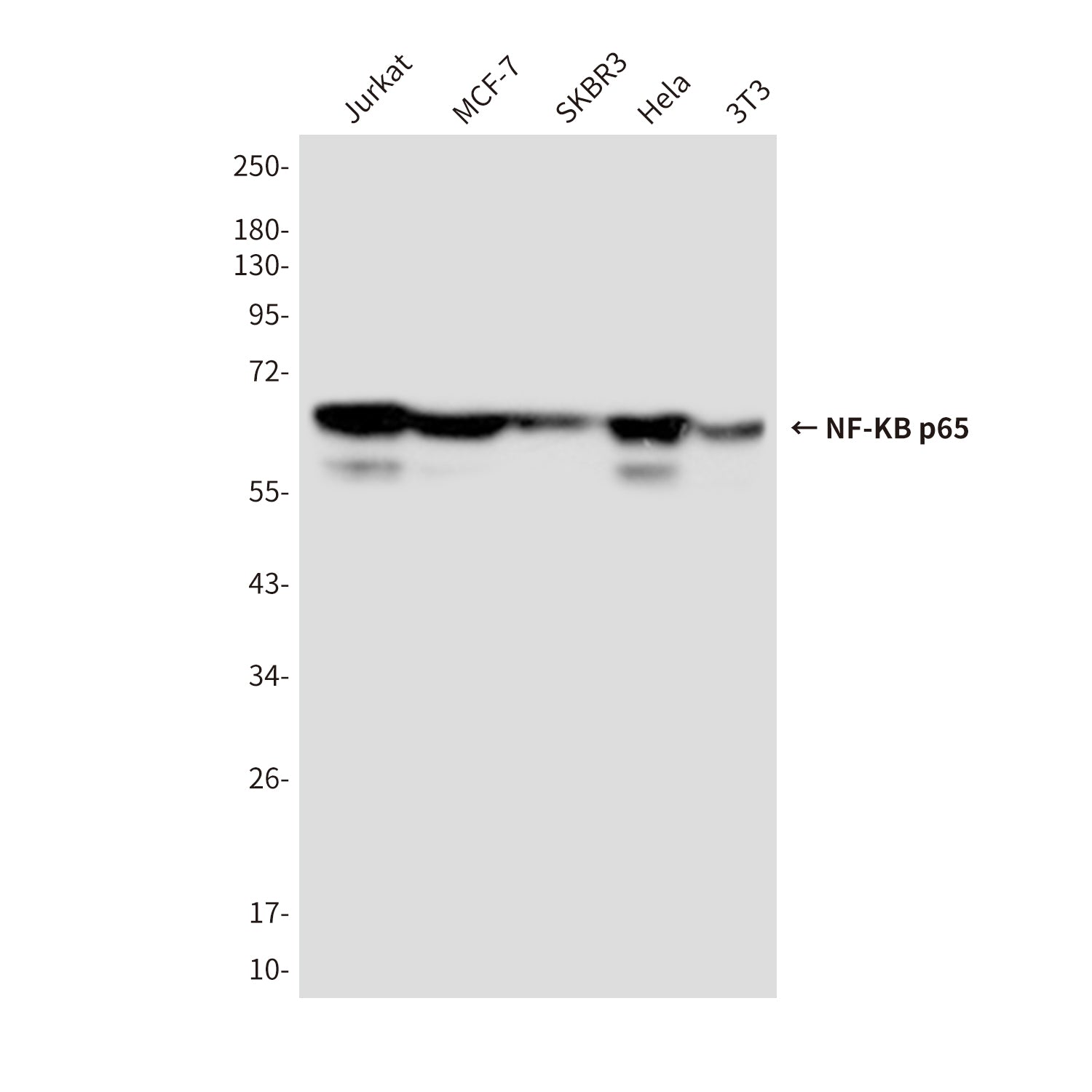 Anti-NF-KB p65 (5A10) Mouse Monoclonal Antibody