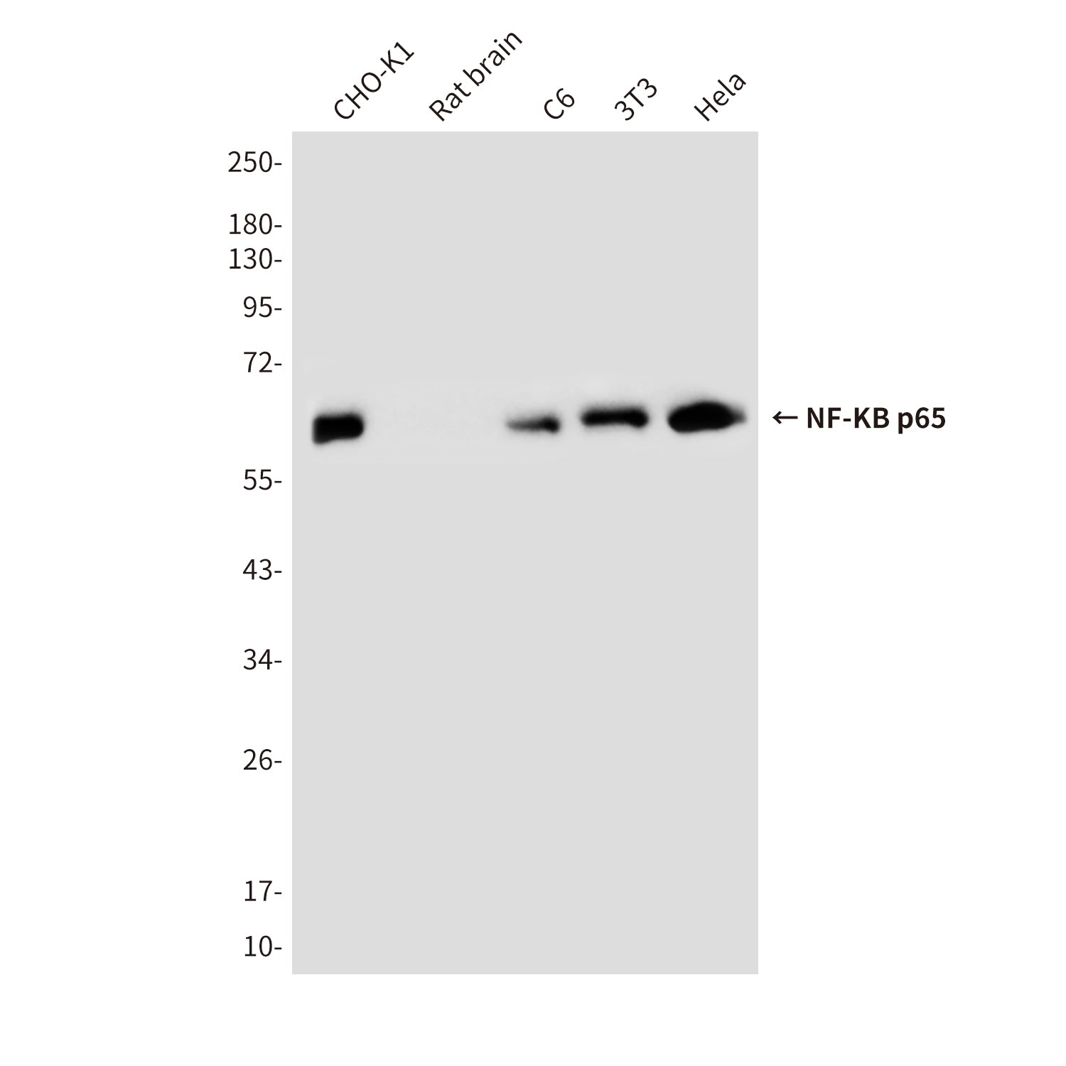 Anti-NF-KB p65 (5A10) Mouse Monoclonal Antibody