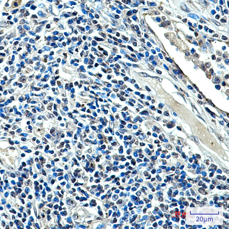 Anti-XRCC4 (7C10) Mouse Monoclonal Antibody