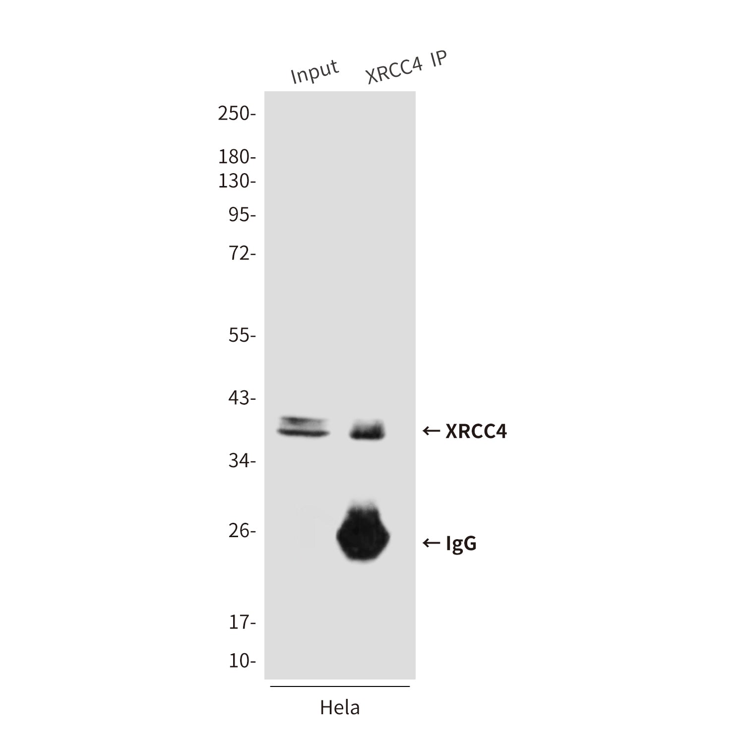 Anti-XRCC4 (7C10) Mouse Monoclonal Antibody