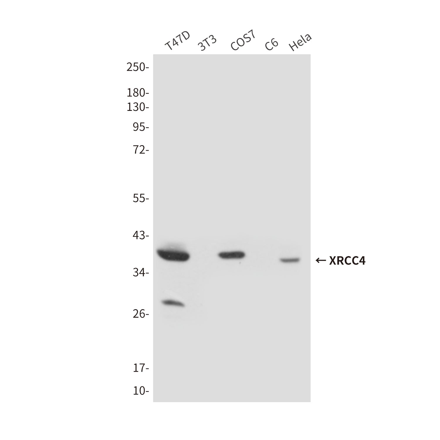 Anti-XRCC4 (7C10) Mouse Monoclonal Antibody