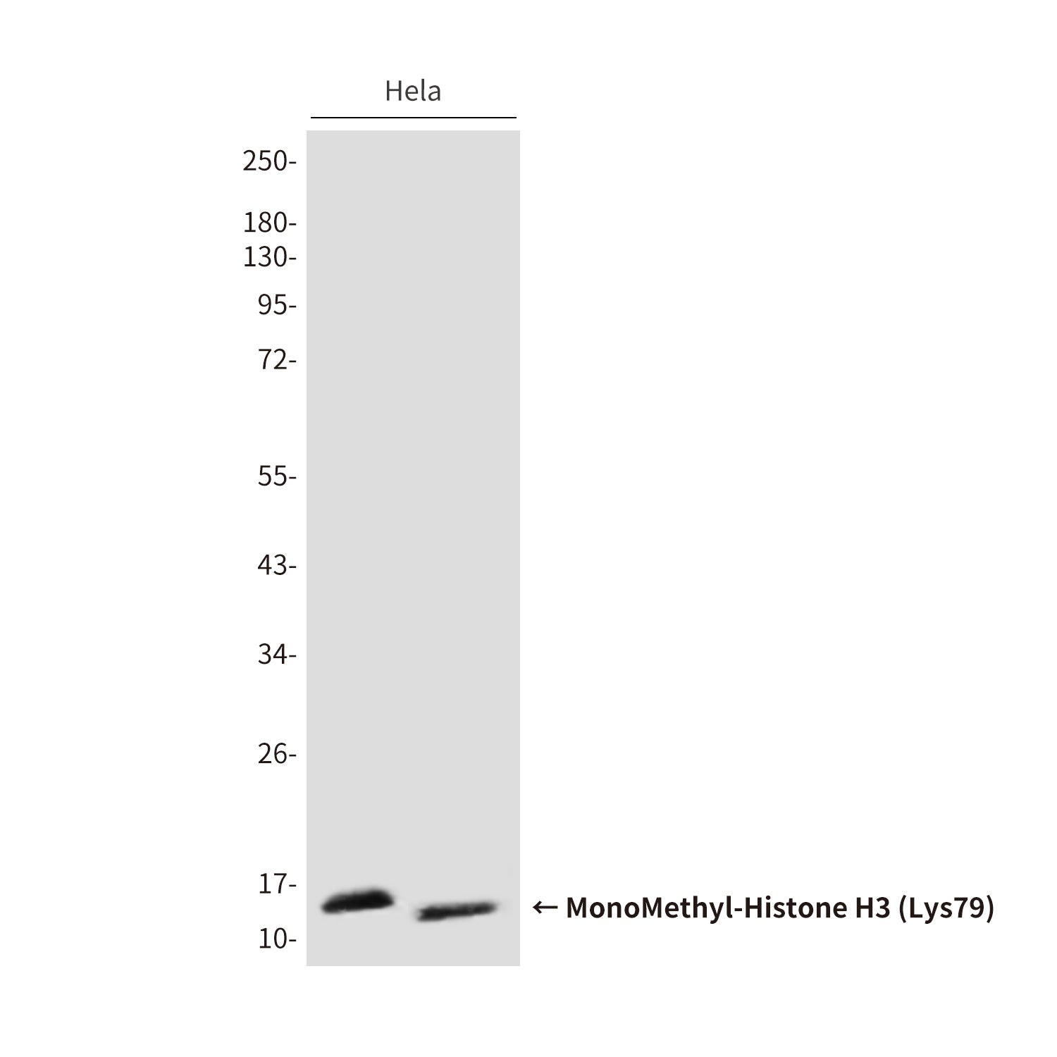Anti-MonoMethyl-Histone H3 (Lys79) (4A1) Mouse Monoclonal Antibody