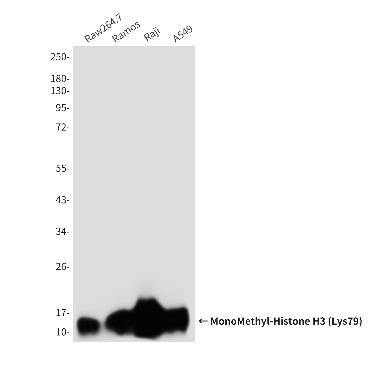 Anti-MonoMethyl-Histone H3 (Lys79) (4A1) Mouse Monoclonal Antibody