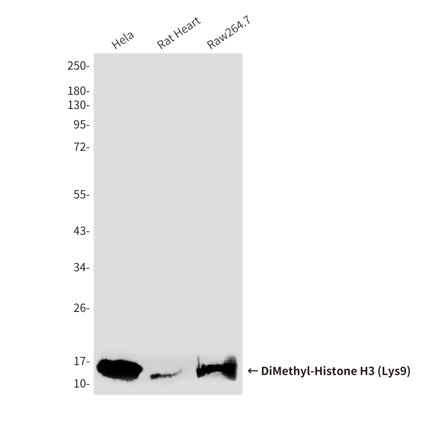 Anti-DiMethyl-Histone H3 (Lys9) (10B2) Mouse Monoclonal Antibody