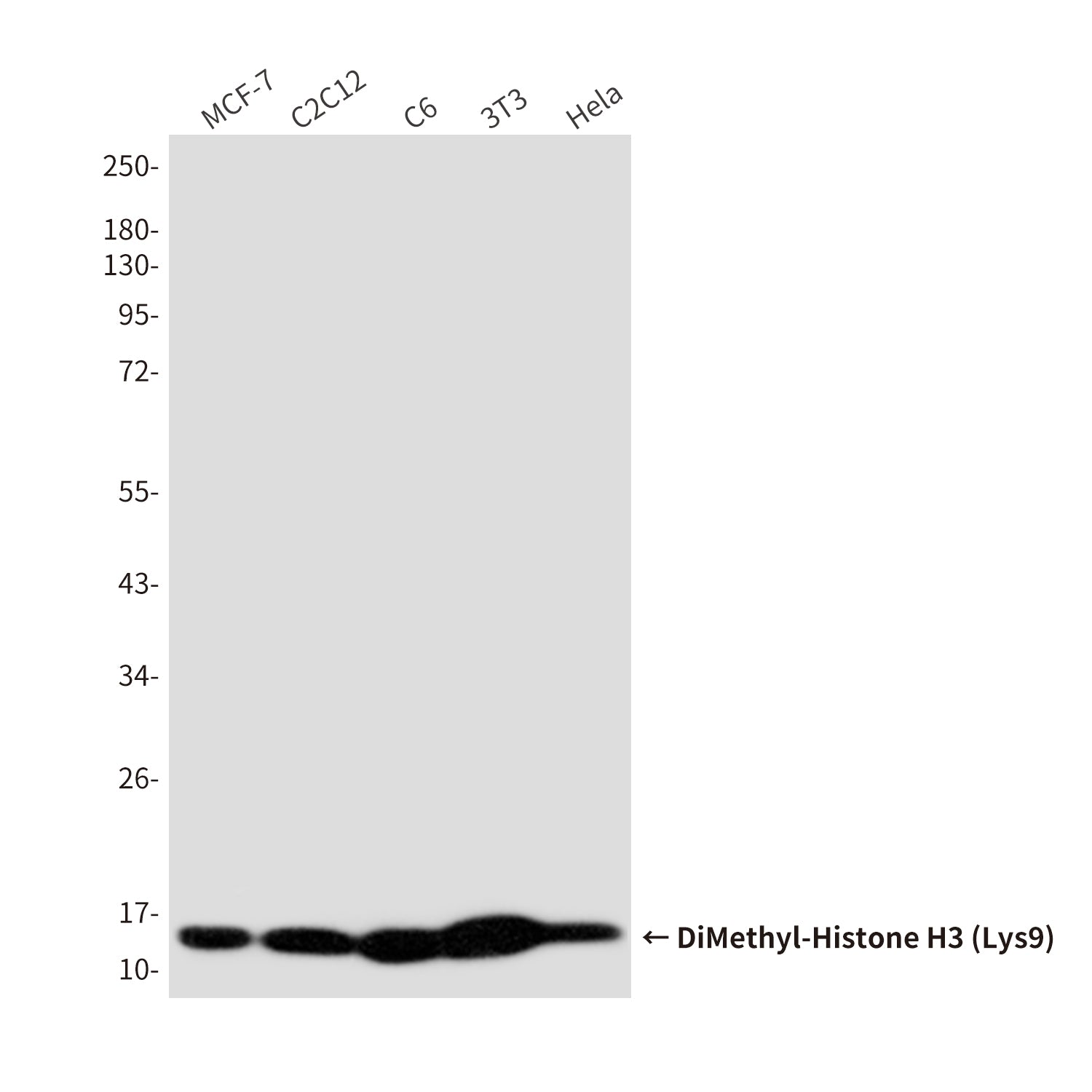 Anti-DiMethyl-Histone H3 (Lys9) (10B2) Mouse Monoclonal Antibody