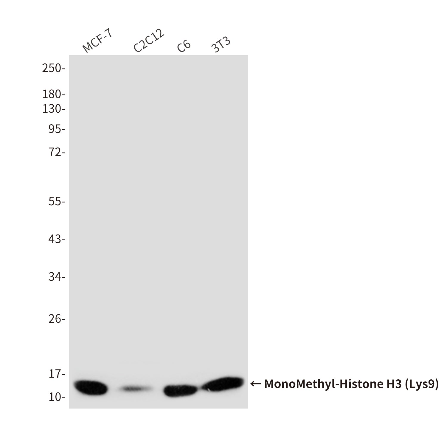 Anti-MonoMethyl-Histone H3 (Lys9) (10F5) Mouse Monoclonal Antibody