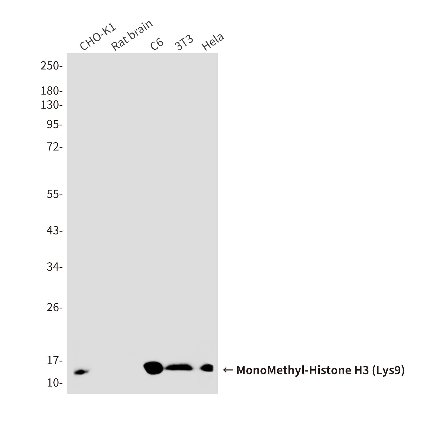 Anti-MonoMethyl-Histone H3 (Lys9) (10F5) Mouse Monoclonal Antibody