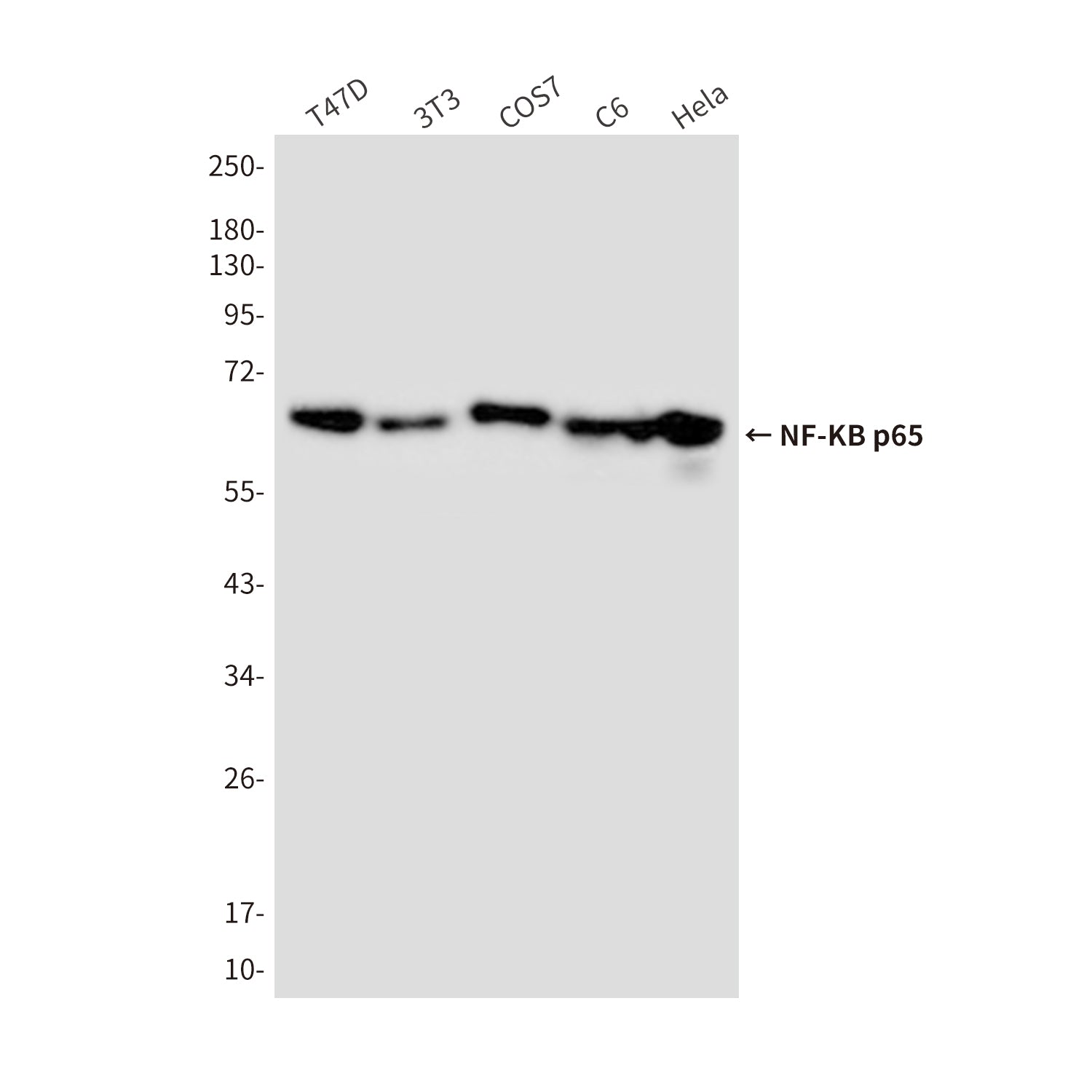 Anti-NF-KB p65 (3D2) Mouse Monoclonal Antibody