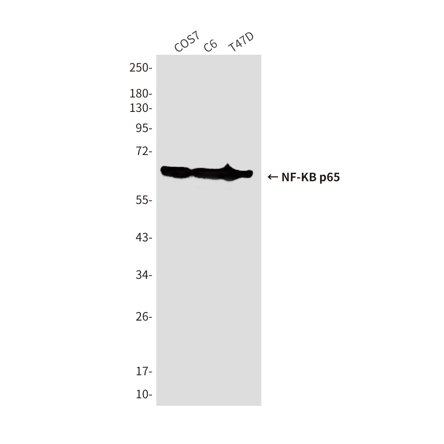 Anti-NF-KB p65 (3D2) Mouse Monoclonal Antibody