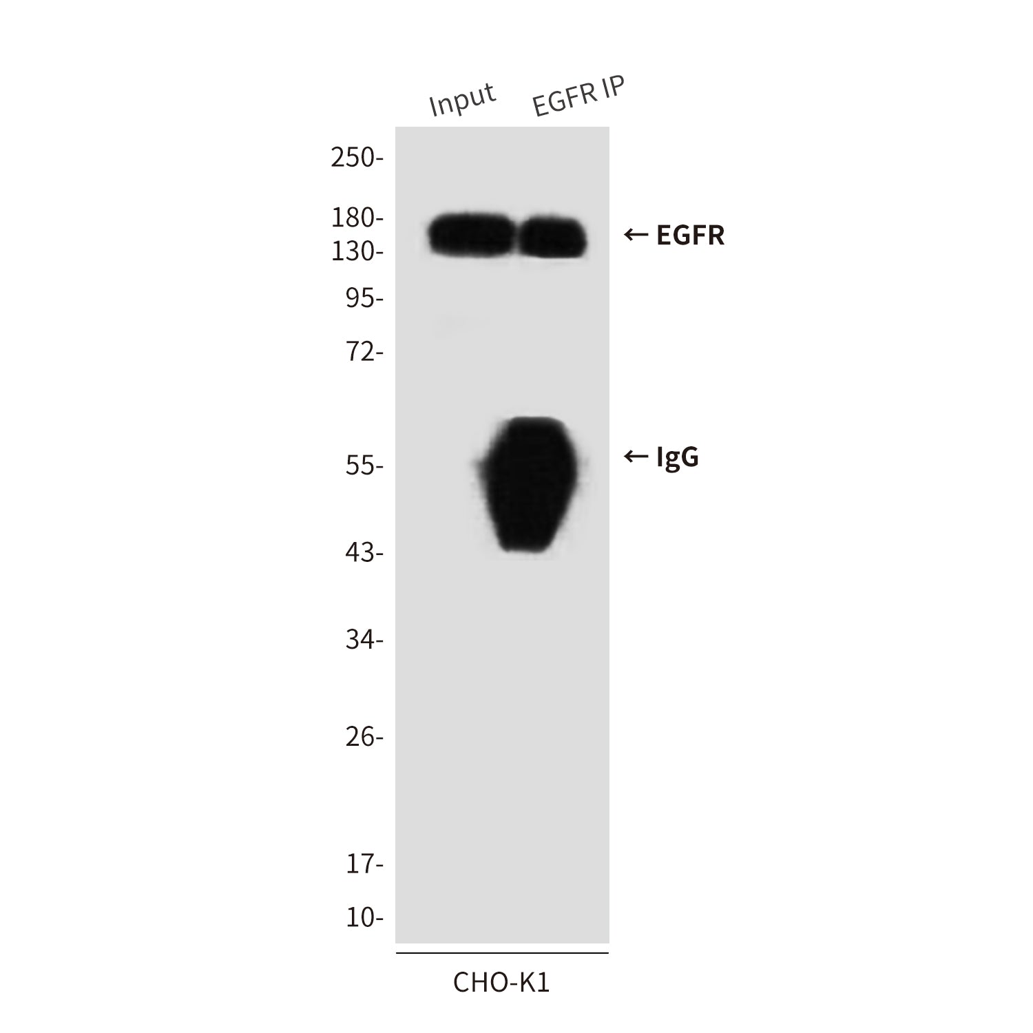 Anti-EGFR (5E9) Mouse Monoclonal Antibody
