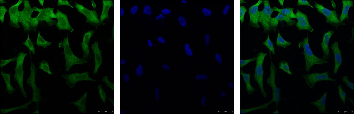 Anti-eIF4A1 (6D7) Mouse Monoclonal Antibody