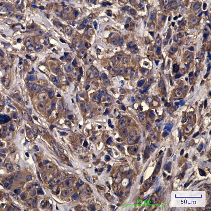 Anti-eIF4A1 (6D7) Mouse Monoclonal Antibody