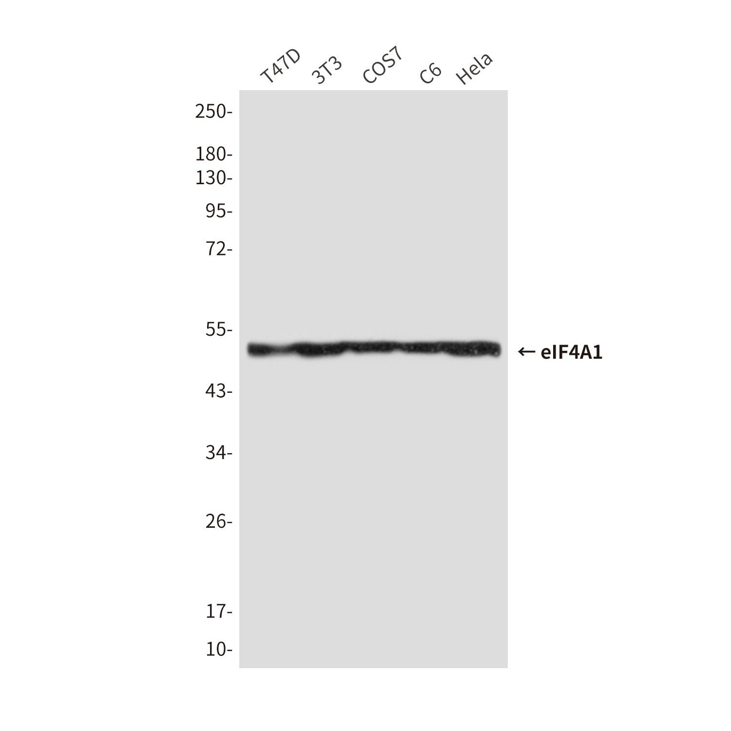 Anti-eIF4A1 (6D7) Mouse Monoclonal Antibody