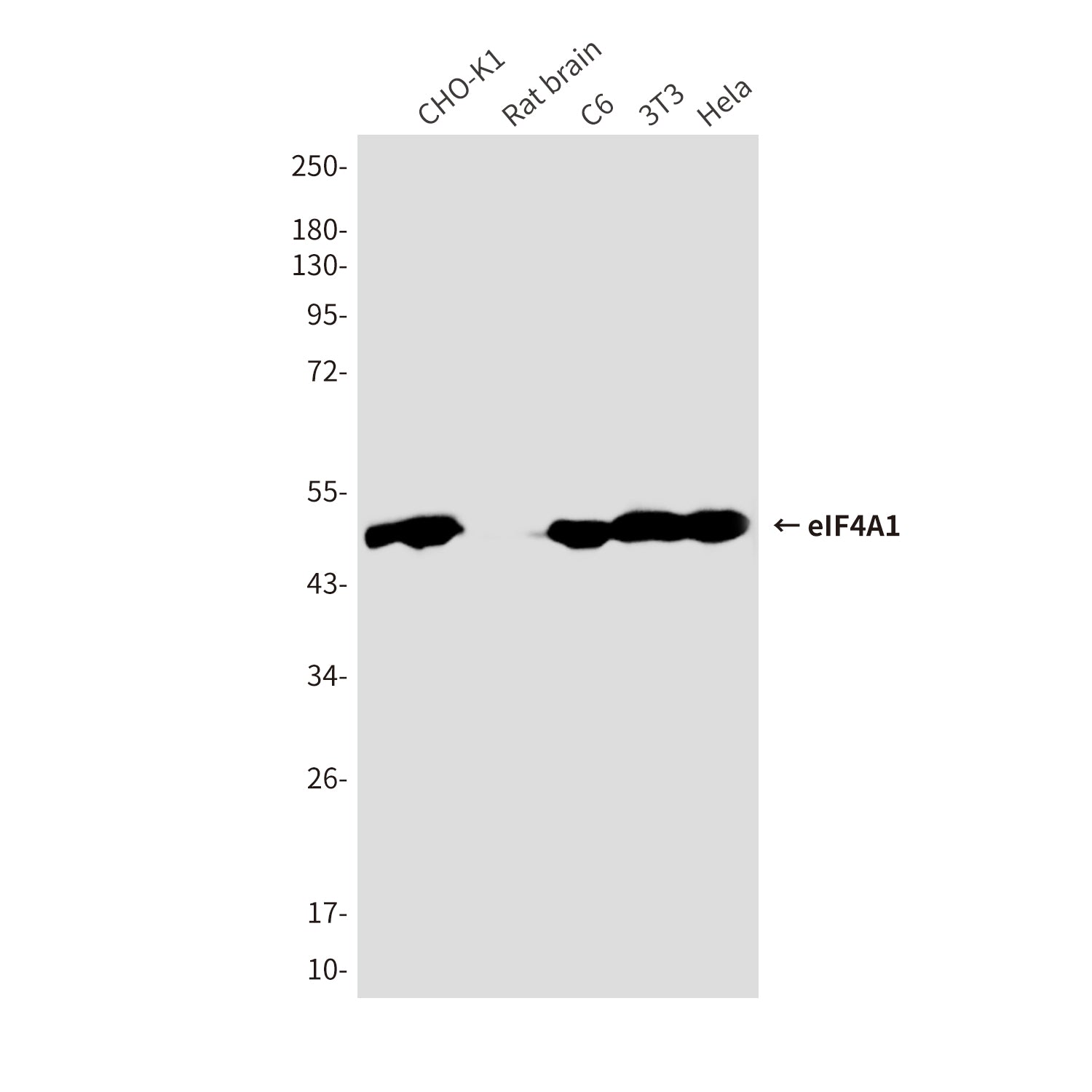 Anti-eIF4A1 (6D7) Mouse Monoclonal Antibody