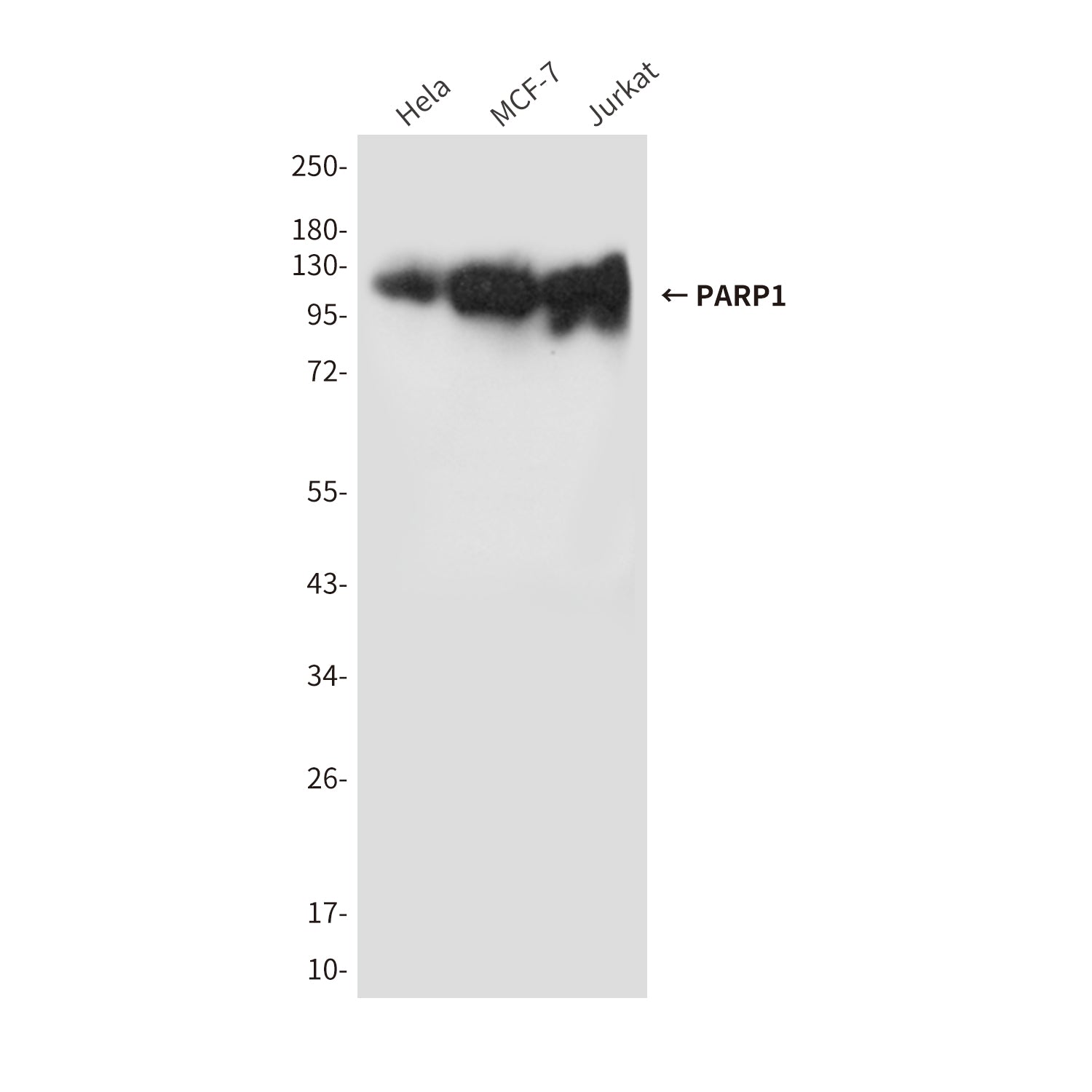 Anti-PARP1 (10C2) Mouse Monoclonal Antibody