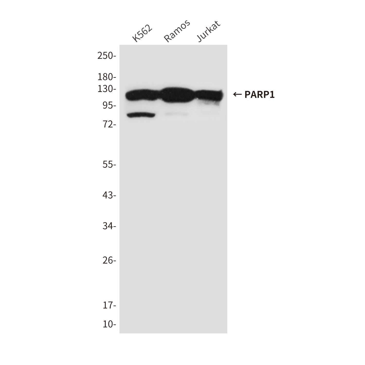 Anti-PARP1 (10C2) Mouse Monoclonal Antibody