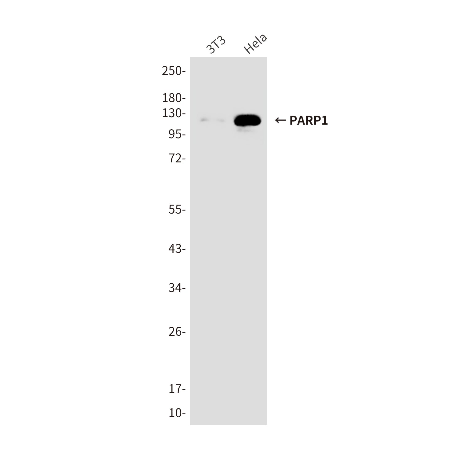 Anti-PARP1 (10C2) Mouse Monoclonal Antibody