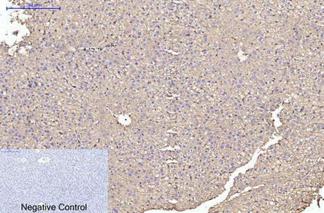 Anti-alpha Skeletal Muscle Actin (2B10) Mouse Monoclonal Antibody
