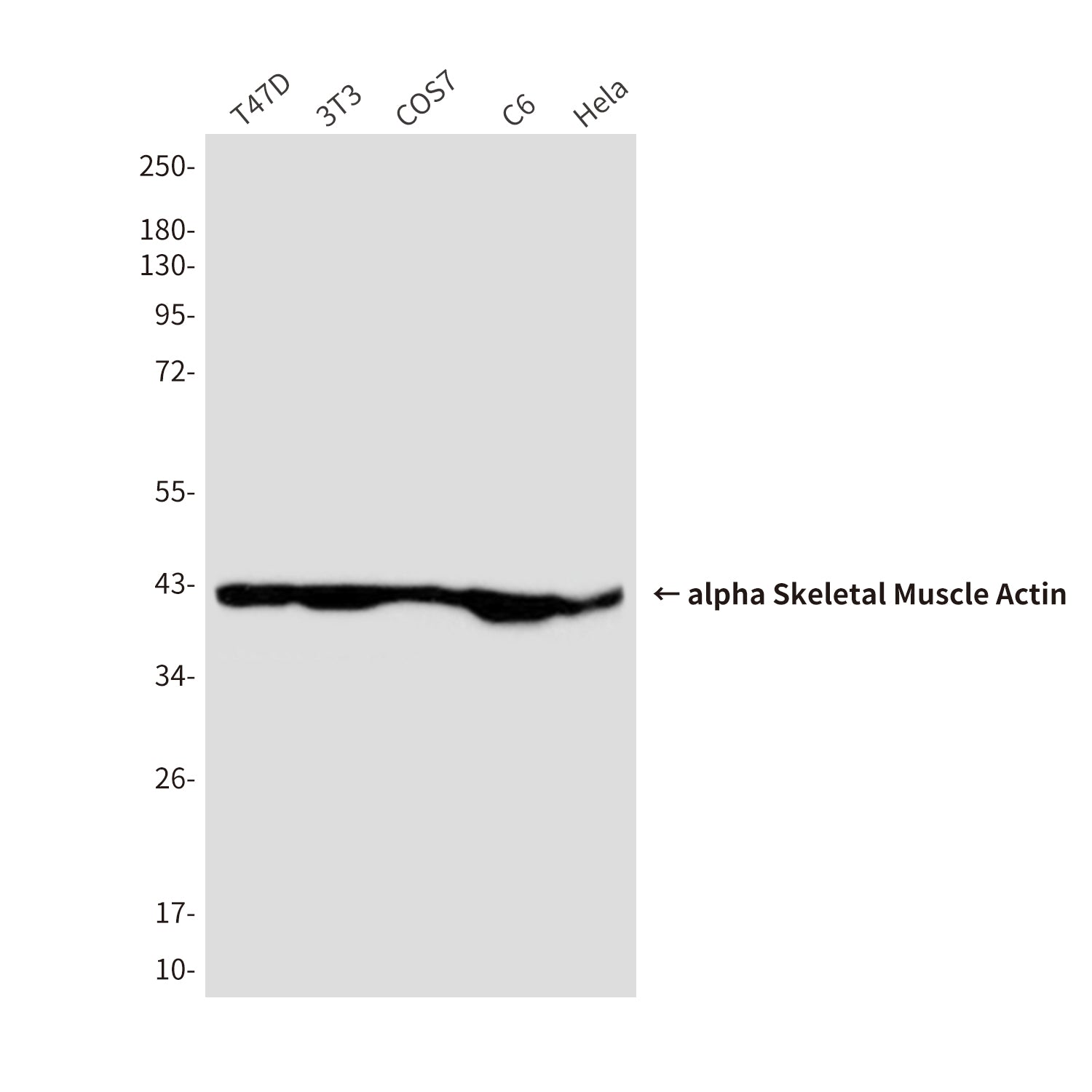 Anti-alpha Skeletal Muscle Actin (2B10) Mouse Monoclonal Antibody
