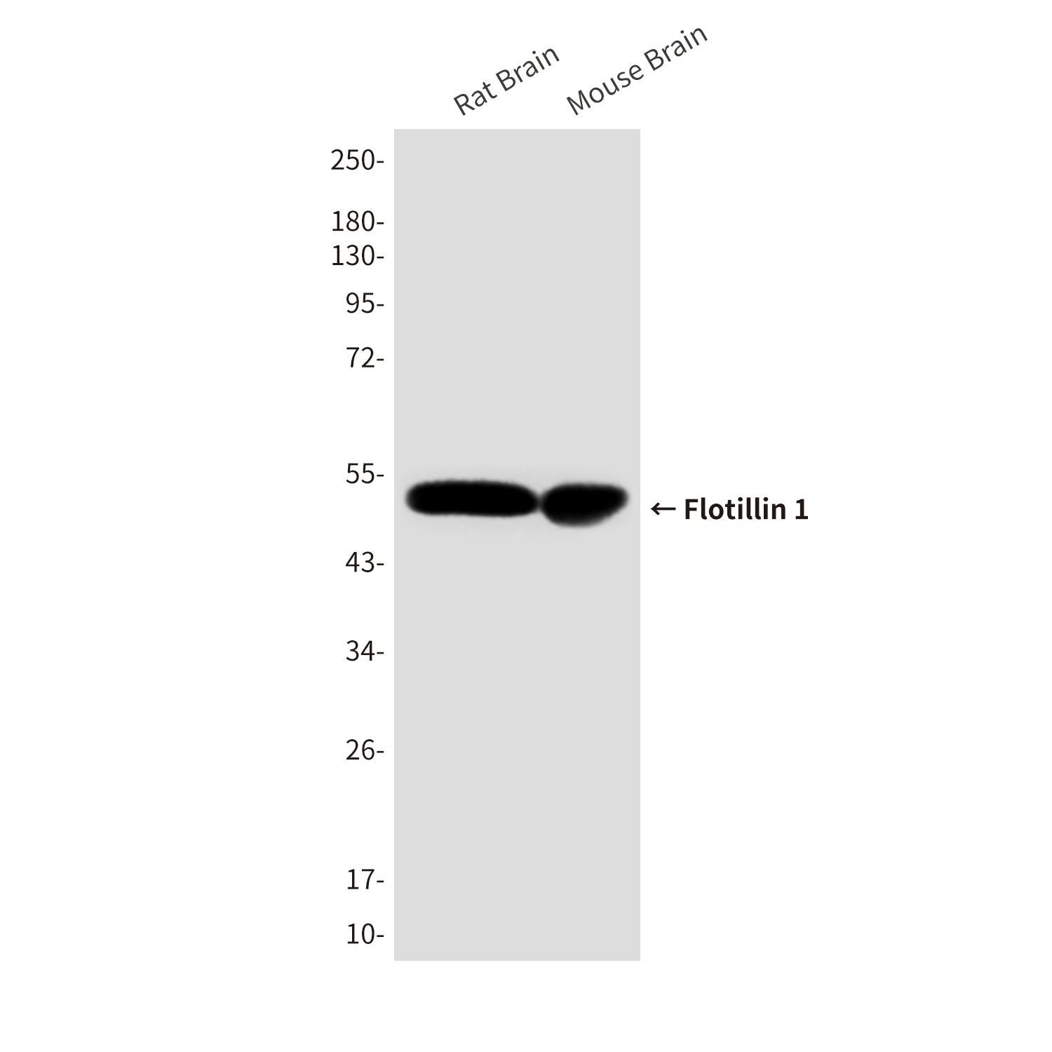 Anti-Flotillin 1 (6H9) Mouse Monoclonal Antibody