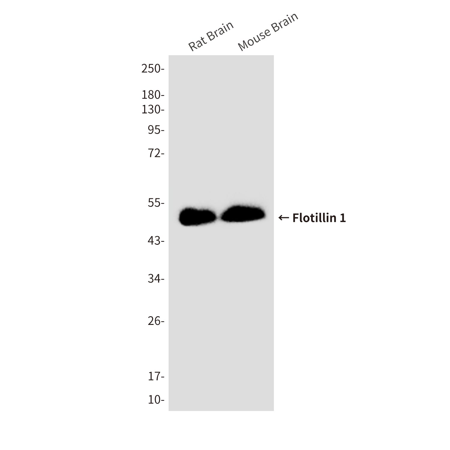 Anti-Flotillin 1 (6H9) Mouse Monoclonal Antibody