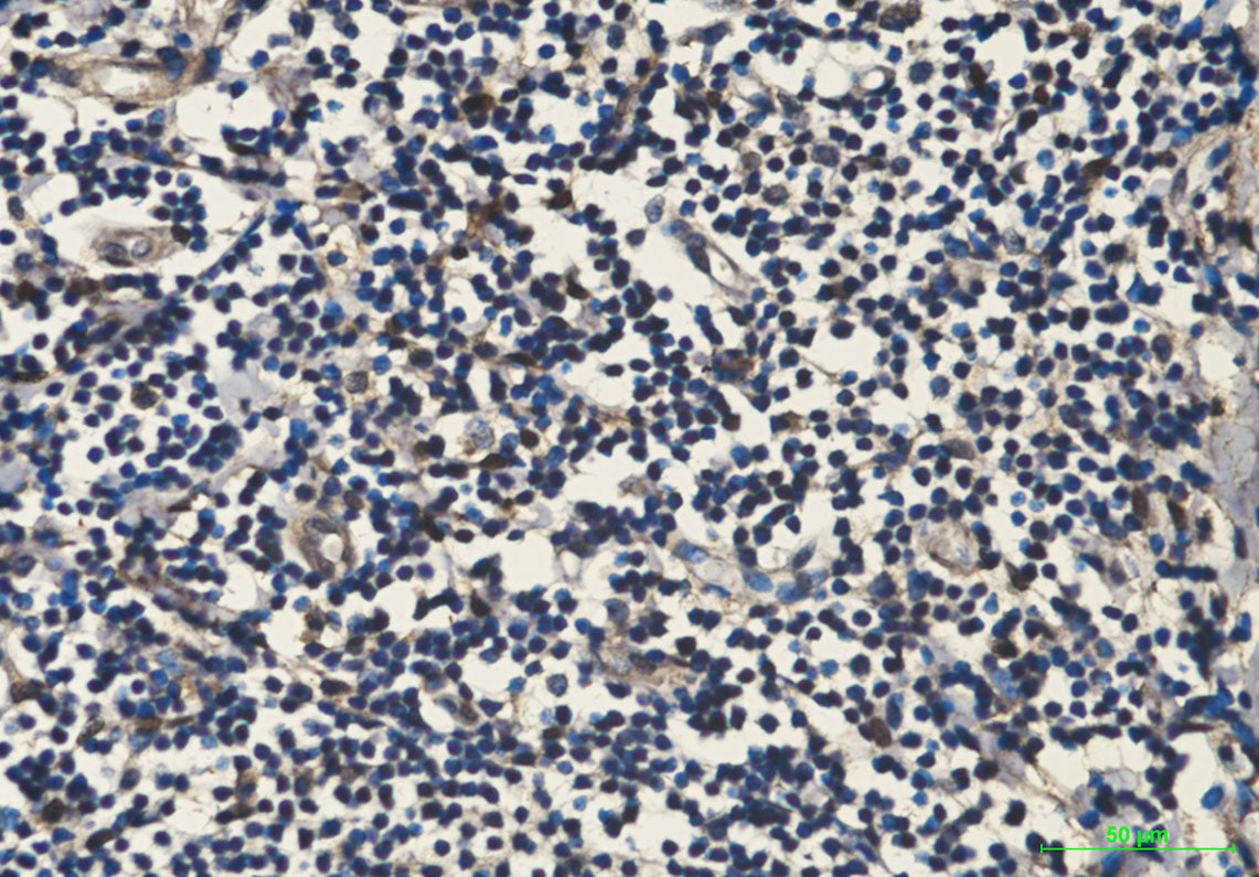 Anti-Hsp70 1A (1D9) Mouse Monoclonal Antibody