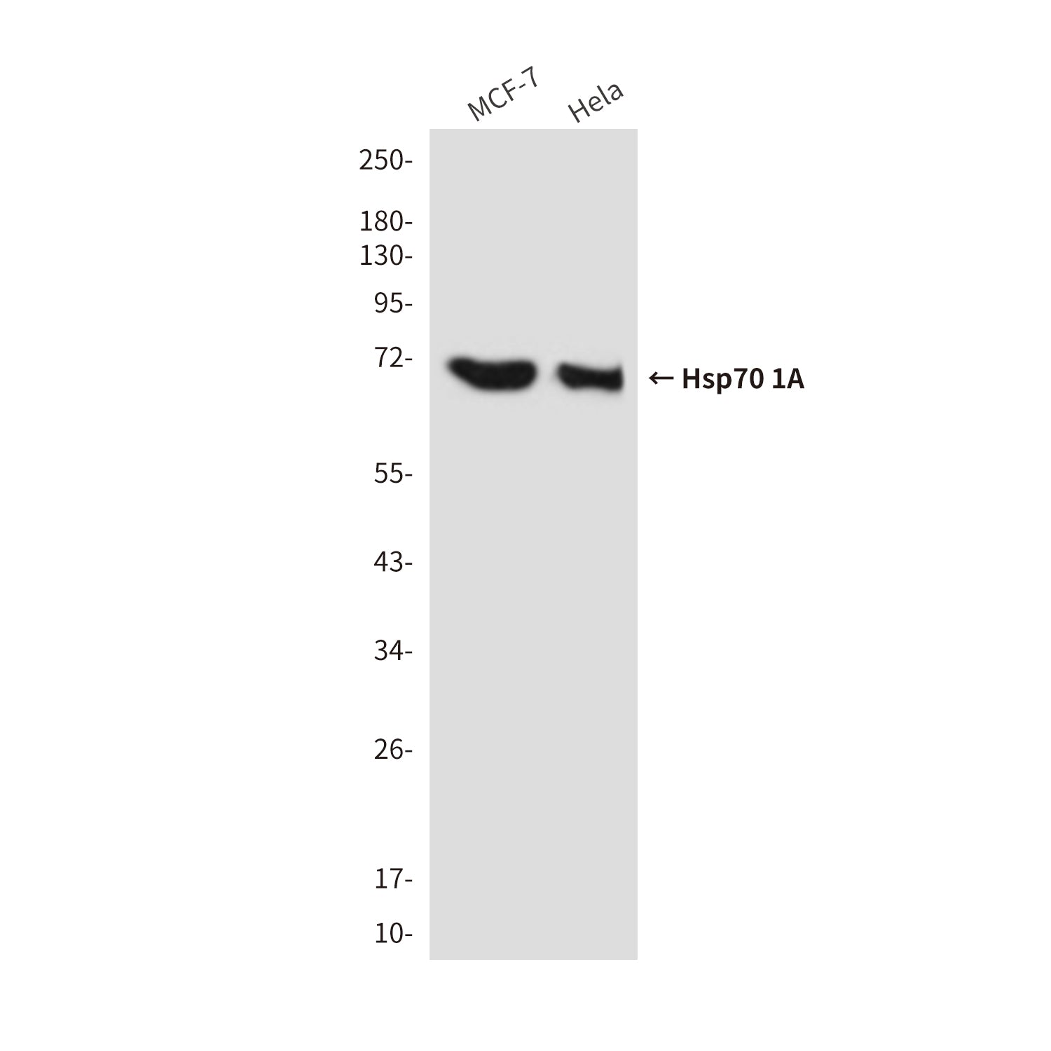 Anti-Hsp70 1A (1D9) Mouse Monoclonal Antibody