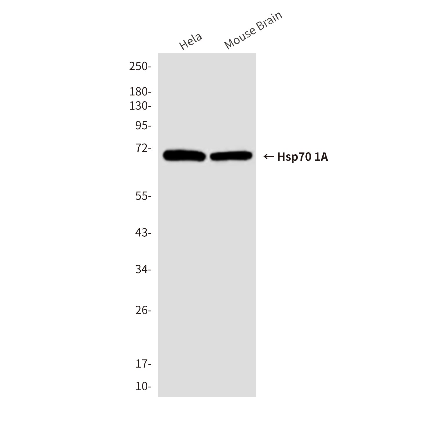 Anti-Hsp70 1A (1D9) Mouse Monoclonal Antibody