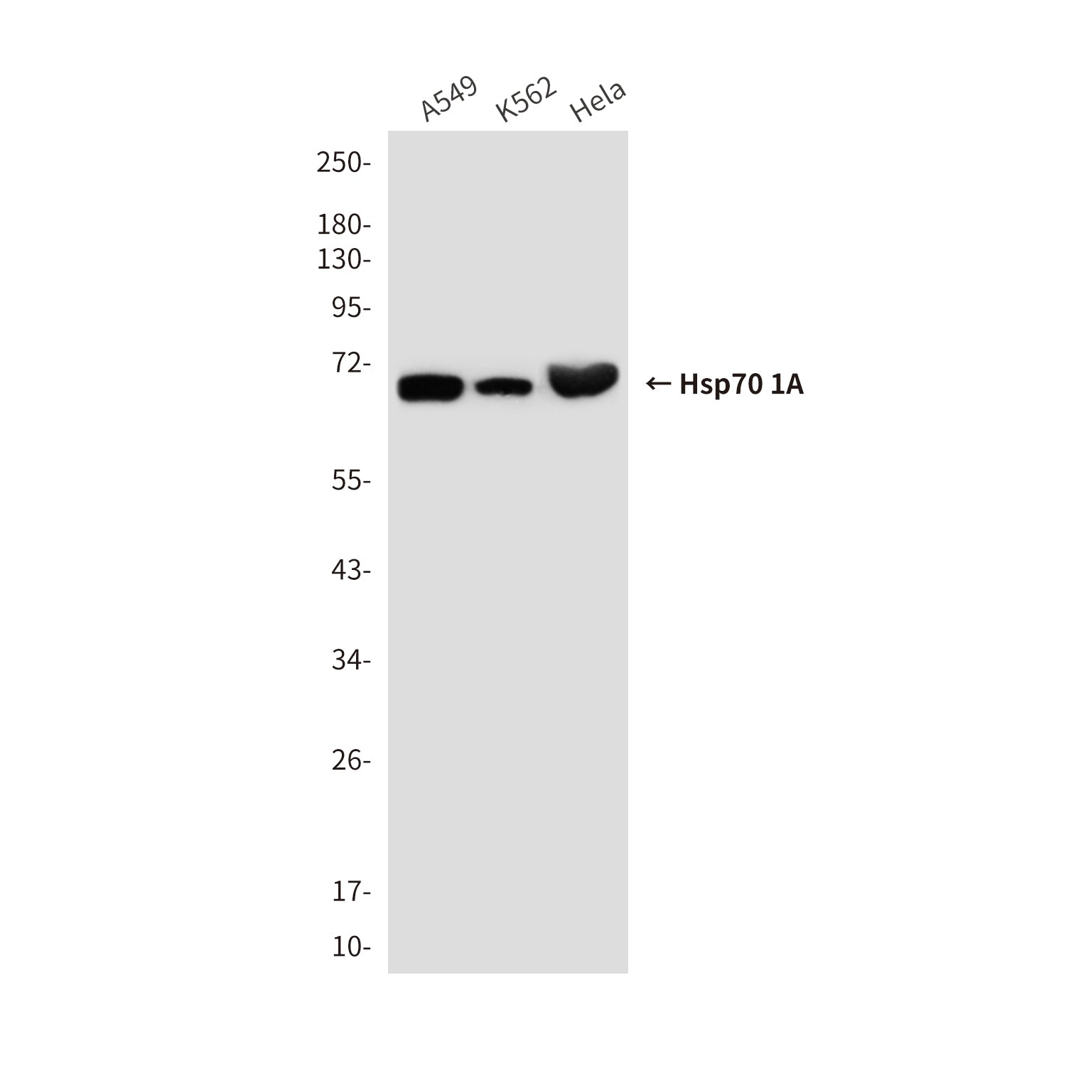 Anti-Hsp70 1A (1D9) Mouse Monoclonal Antibody