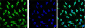 Anti-p53 (2D10) Mouse Monoclonal Antibody