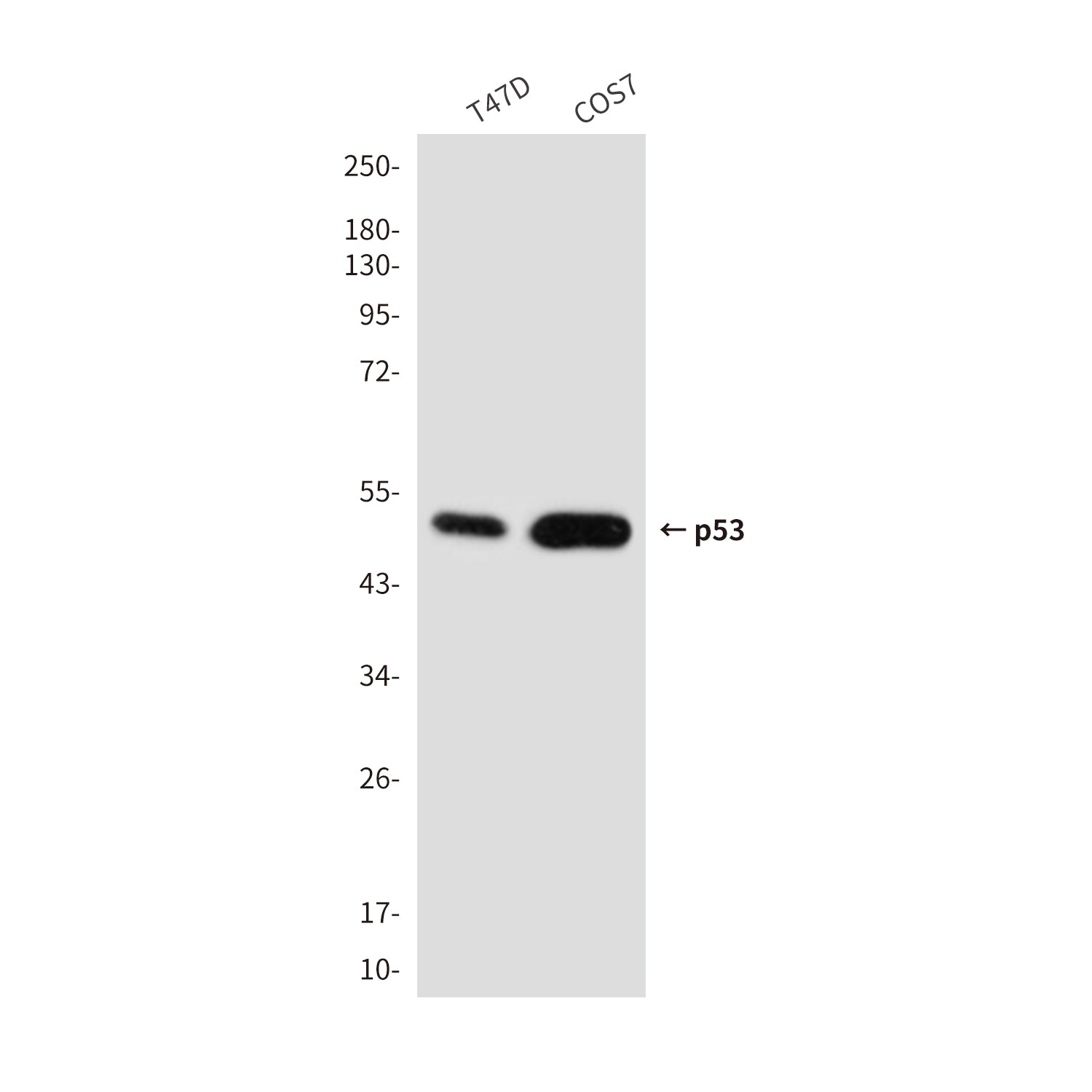 Anti-p53 (2D10) Mouse Monoclonal Antibody